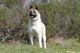 AKITA AMERICAIN 148